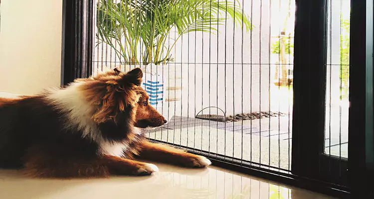 Sliding Screen Pet Door Repair in San Jose, CA