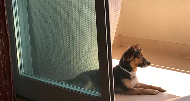 French Door Pet Screen Repair in San Jose, CA